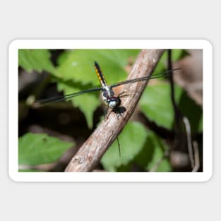 Skimmer Dragonfly On A Limb by Debra Martz Sticker